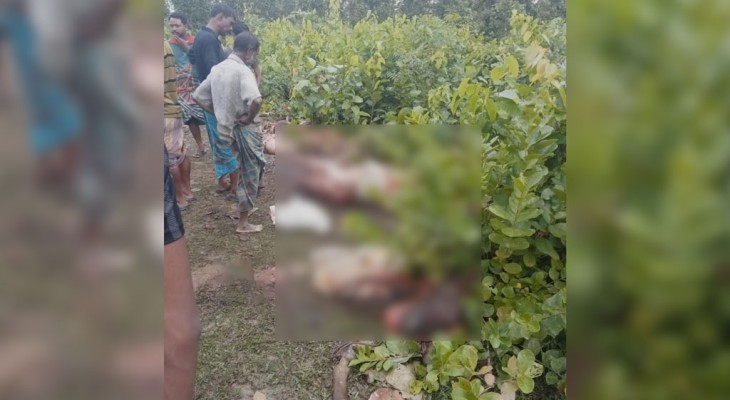 শ্রীপুরের জঙ্গলে ১২ ঘোড়ার মাথা-চামড়া-নাড়িভুঁড়ি উদ্ধার, মাংস উধাও